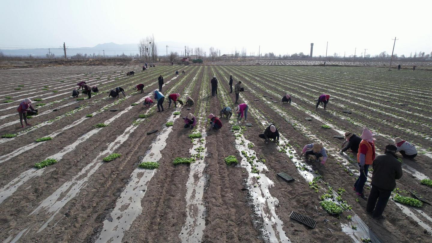 【“三抓三促”行動專題報道】甘州：備農資 送服務 春耕備耕正當時