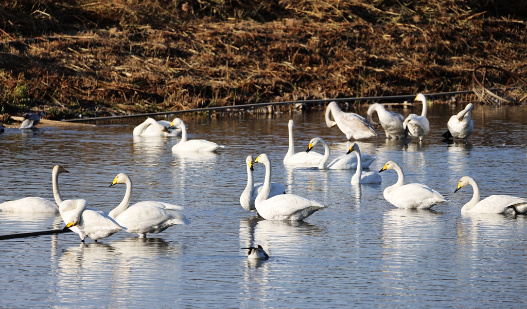 【組圖】甘肅張掖：首批越冬天鵝飛抵國家濕地公園
